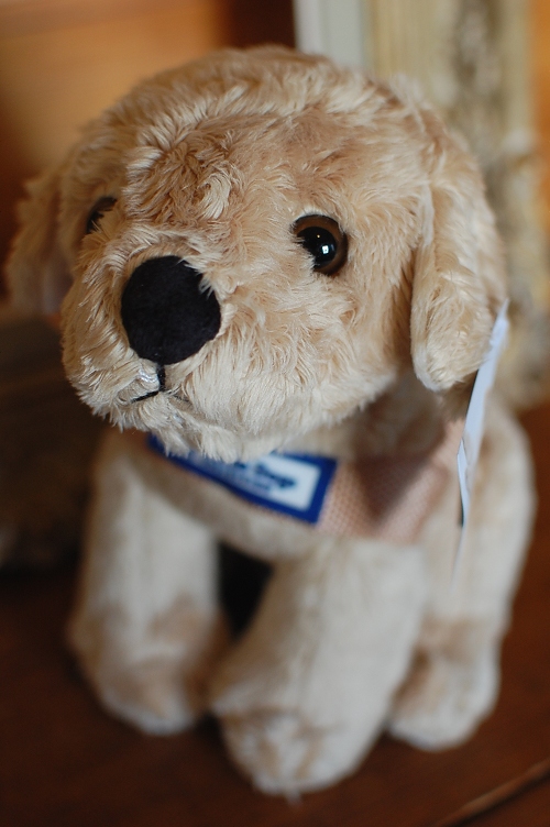 オーストラリア製盲導犬協会限定のイエローラブ